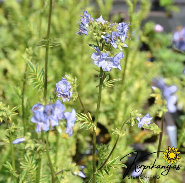 Blågull, pluggplanta